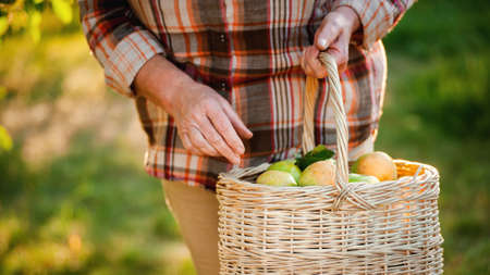 Senior woman holding wicker basket with green apples