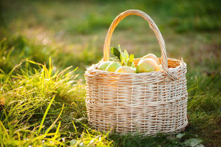 Wicker basket with green apples in the gardenの写真素材