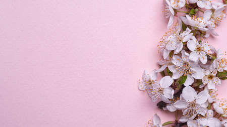 Spring flowers on pink background top view