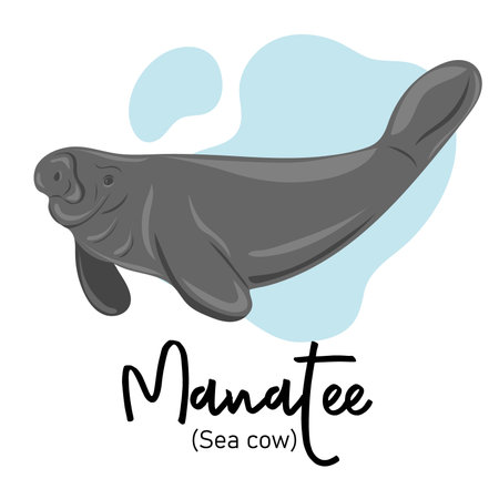 manatee. Sea cow swimming underwater. marine dweller. Concept of sea and ocean life. vector illustrationのイラスト素材