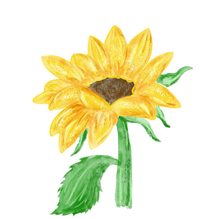 yellow sunflower. Hand drawn watercolor illustration. Great for rustic wedding design, thanksgiving decoration, fabric, greeting cards, etcの写真素材