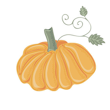 Pumpkin. Thanksgiving and Halloween Elements for autumn decorative design, halloween invitation, harvest. vector illustrationのイラスト素材