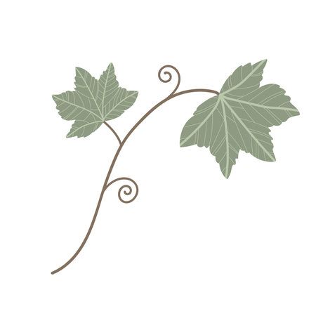 Simple pumpkin vine leaves and plant in green. Hand drawn element for autumn decorative design, halloween invitation, harvest or thanksgiving. vector illustrationのイラスト素材