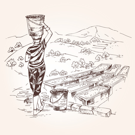 Coffee plantation and harvesting. Woman holds a basket of coffee beans on her head. Coffee beans are dried outdoors. Vintage illustration.のイラスト素材