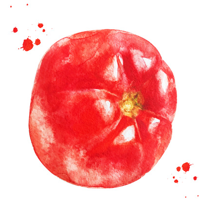 Red tomato with watercolor splash. hand drawn style watercolor design illustrationの写真素材