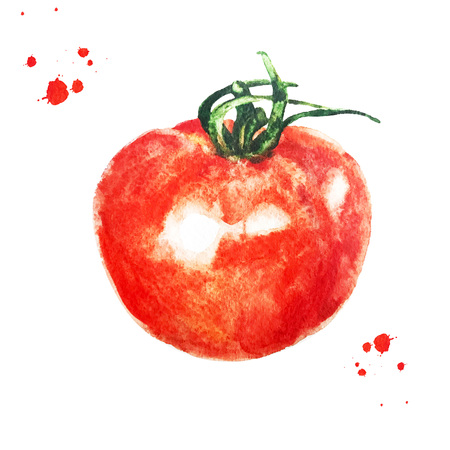 Tomato with green leafs and watercolors splashes isolated on white background. Sketch drawn of brush. Watercolor style illustration.の写真素材