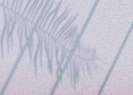 Abstract background of shadows palm leaves on a wall. 3d.