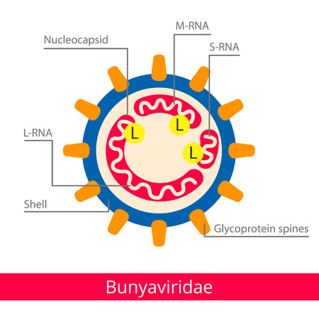 Bunyaviridae. Classification of viruses. Medical virus icons.のイラスト素材