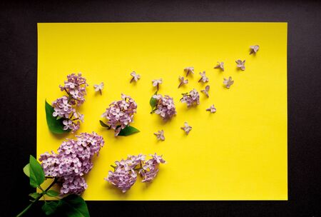 branches of lilac on a black background, flatlay, cardの写真素材