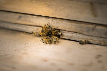 Bees fly to the hive. Beekeeping. A swarm of bees brings honey home. Apiary. Entrance to the house
