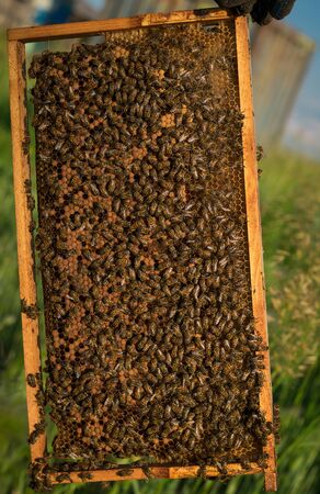 Many bees on a wooden frame with honeycombs. Beekeeping concept.Beekeeping equipment.