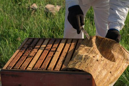 Beekeeper opens the hive, frames with honeycombs and fabric with propolis are visible Beekeeping conceptの写真素材