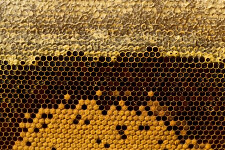 Honeycombs with honey, brood and perga. Visible shape and bee bread of the bee cell. Beekeeping concept.の写真素材