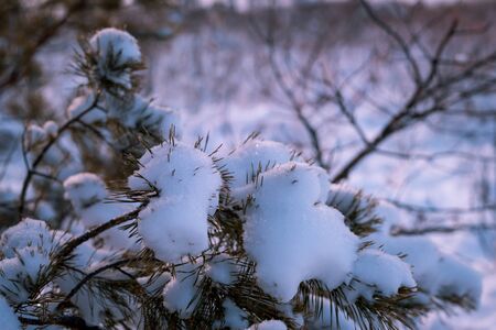 Frosty morning in the winter forest. Snowy pine branch against the background of frosty dawn. Winter fairy tale.の写真素材