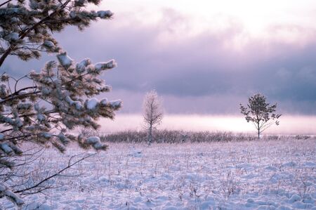 Frosty morning in the winter forest. Snowy pine branch against the background of frosty dawn. Winter fairy tale.の写真素材