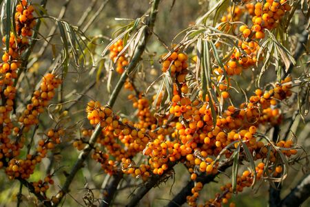 Sea buckthorn berries on a branch in a summer garden in the sunlight. Organic berry with great benefits, used in medicine, vegetarianism.の写真素材