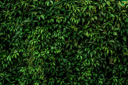 Green leaves of wild grapes. Natural green background. Magic wall braided with grapes. The concept of the old summer garden.の写真素材