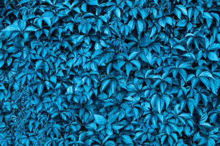 Green leaves of wild grapes. Creative blue background. Magic wall braided with grapes. The concept of the old summer garden.の写真素材