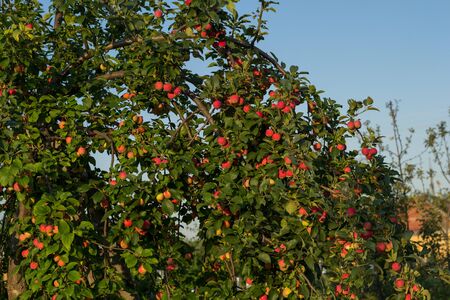 Red ripe small small rennet apples on apple tree branch glow in the sun. Autumn harvest of apples on a background of green foliage and blue sky. The concept of gardening and healthy vegetarian food.の写真素材