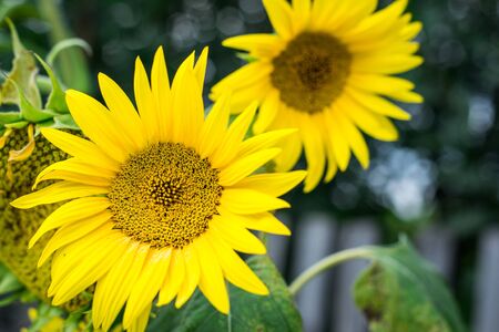 sunflowers on a background of sunset light, bright yellow flowers.の写真素材