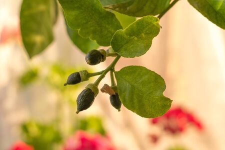 The fruits of the lemon tree are sung on the windowsill in the apartment. Green lemons. Home Gardening Conceptの写真素材