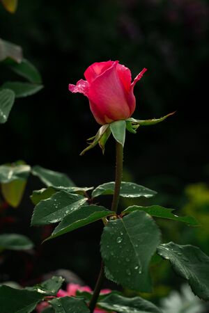 A bright pink rose blooms in the garden. Morning dew on a rose.の写真素材