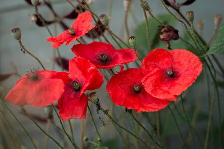 Flowers Red poppies blooming in the wild field. Selective focus. Red maquis on a gray background.の写真素材