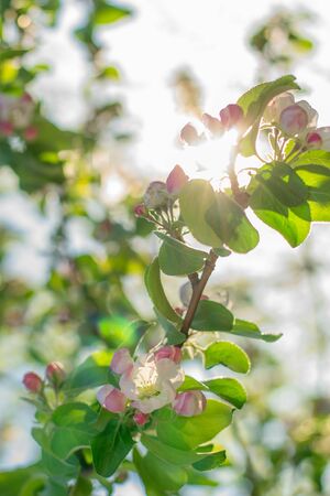 Apple tree branch in bloom. Beautiful nature scene with blooming trees and sun flare. Beautiful orchard. Springtime.の写真素材