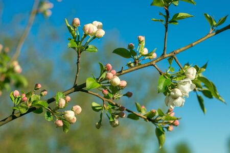 Apple tree branch in bloom. Beautiful nature scene with blooming trees on blue sky. Beautiful orchard. Springtime.の写真素材
