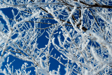 Frosty branches against the blue winter sky in the backlit sun. selective focus