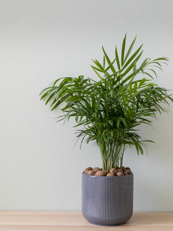 Houseplant in flowerpot on a light wooden table. Chamaedorea (parlor palm), vertical photo.の写真素材