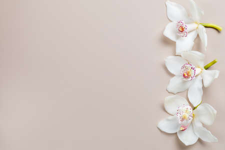 Beautiful background in pastel colors with white orchid flowers. Empty space for product or text....