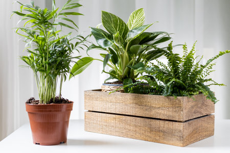 Houseplants Philodendron Birkin and Ctenanthe Burle Marxii in wooden box, Chamaedorea elegans in shipping pot. Home plant delivery and gardening concept. Selective focus.の写真素材