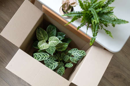 Cardboard box with home plants, top view. Delivery of new houseplants, preparation for moving....