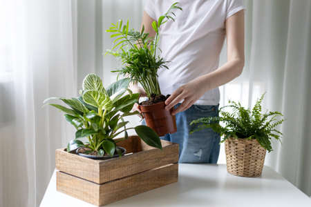 Girl in white t-shirt and jeans unpacks home plants from wooden box. Home plants delivery by subscription, online shopping. Philodendron Birkin, Chamaedorea elegans, nephrolepis Green lady.の写真素材