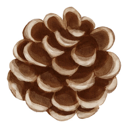 Watercolor pine cone illustration in natural tones, hand-painted in a soft realistic style. Perfect for winter decor, postcards, patterns, and botanical designs.の写真素材