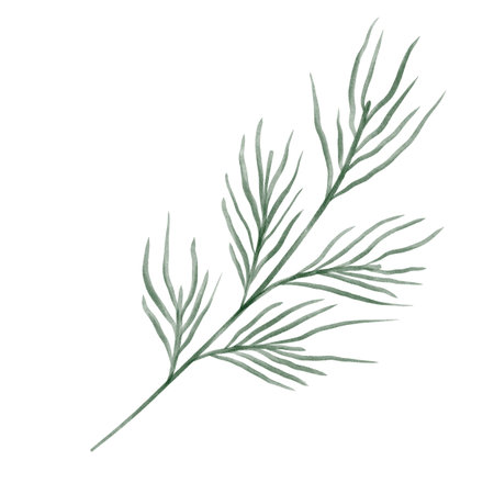 Pine branch illustration in watercolor style with soft green needles and natural texture. Ideal for Christmas cards, winter patterns, packaging, invitations, and festive design projects.の写真素材