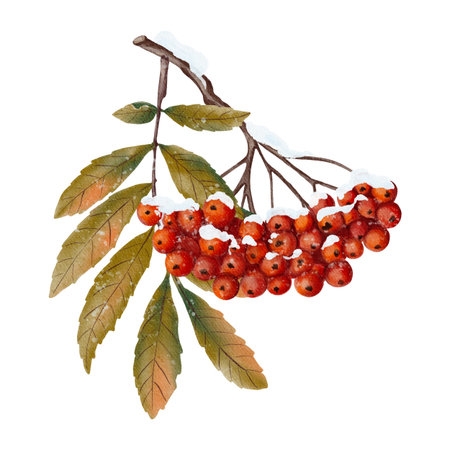 Watercolor rowan branch covered with snow, painted in a gentle hand-drawn style. Perfect for winter cards, seasonal designs, prints, and holiday decorations.の写真素材