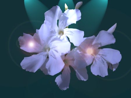 White petalsの写真素材