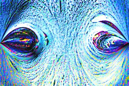 Eyes of the tree. Surrealism.の写真素材