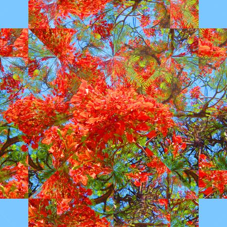 Tropical garden. Geometry abstractionの写真素材