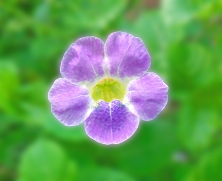  Flower.  Corolla, gyneceum,  androecium. Frontal perspective. Macroの写真素材