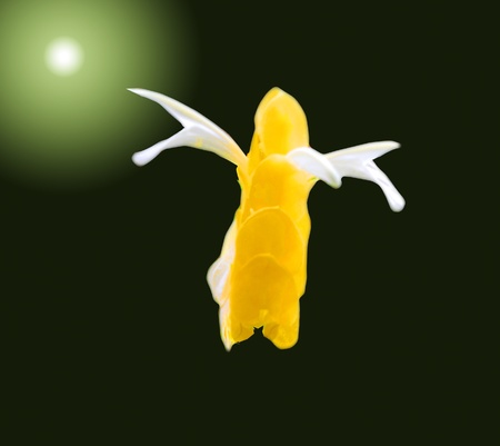 Light over the yellow flower.の写真素材