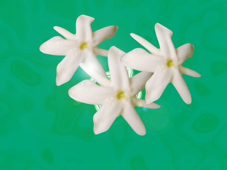 Flower of Jasminum azoricum over green background.の写真素材