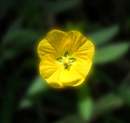  A little yellow flower. Silvestre flower. Natural colorsの写真素材