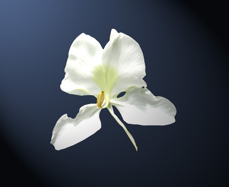  White ginger. Butterfly flower over dark blue backgroundの写真素材
