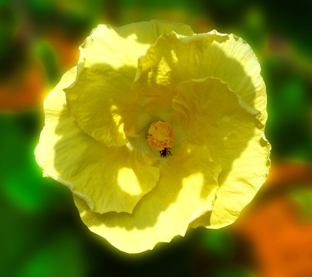 Insect in the flower. Natural colors.の写真素材