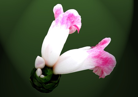 Edible flower. Costus. Natural colors.の写真素材