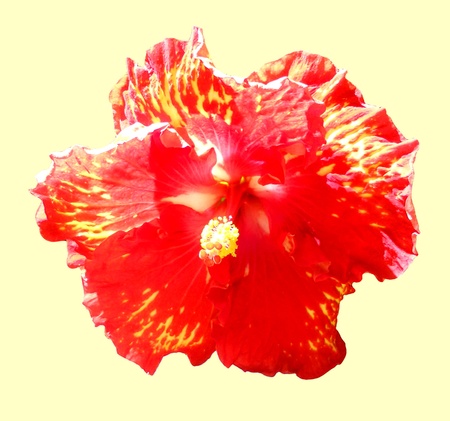 Bicolor Hibiscus. Natural colorsの写真素材