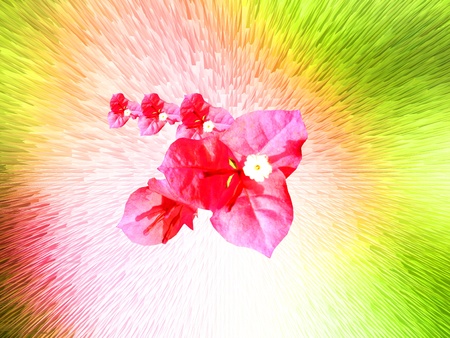 Comet of flowers. Pink Buganvilia.           の写真素材